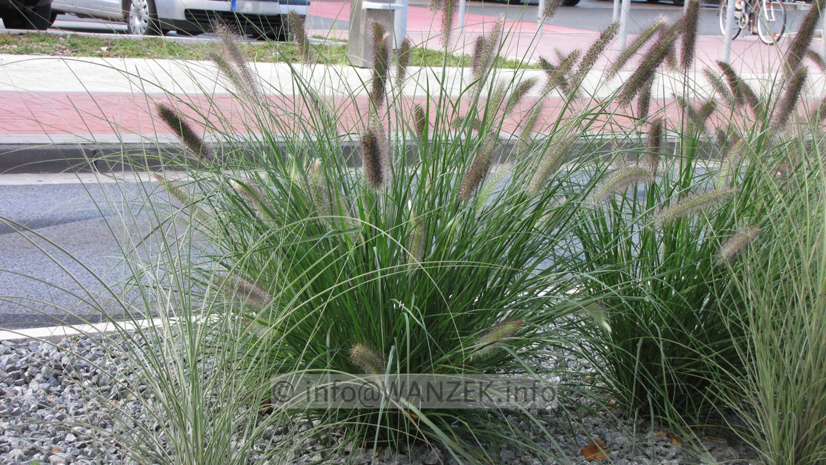 Pennisetum alopecuroides Hameln 01.JPG